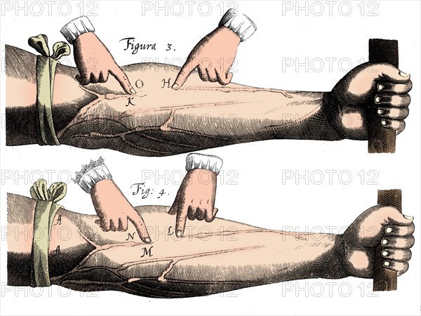 Circulation of the blood, 1628. Artist: Unknown.