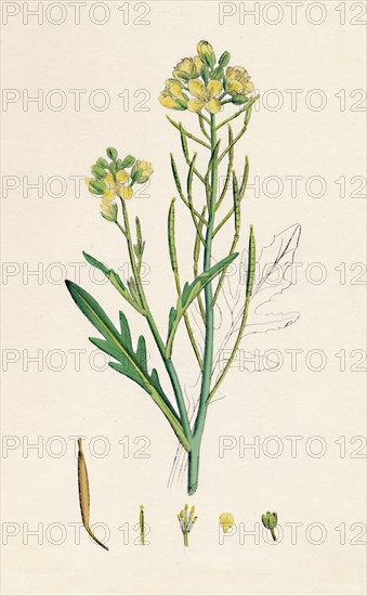 'Brassica tenuifolia. Wall rocket', 19th Century. Artist: Unknown.
