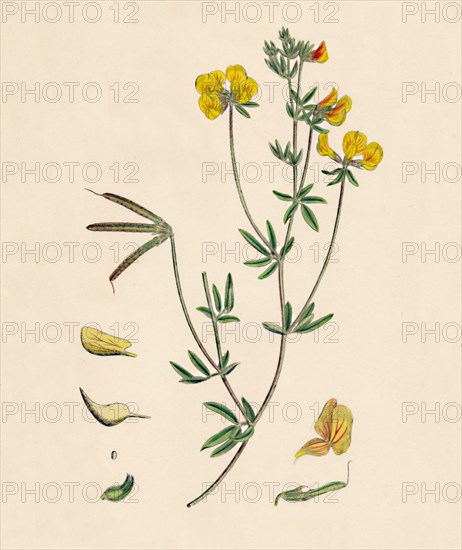 'Lotus tenius. Slender Bird's-foot Trefoil', 19th Century. Artist: Unknown.