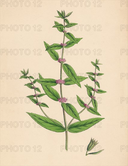 'Mentha gracilis, var. genuina. Slender Mint', 19th Century. Artist: Unknown.