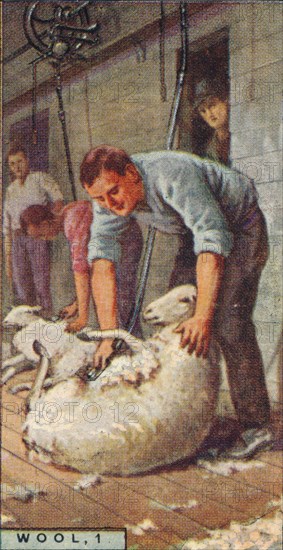 'Wool, 1. - Shearing Sheep by Machinery, Australia', 1928. Artist: Unknown.