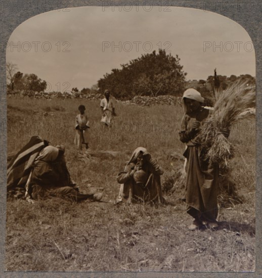 'Ruth gleaning in the Fields of Boaz', c1900. Artist: Unknown.