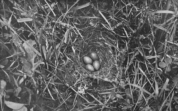 'Nest of Skylark', c1882, (1912). Artist: Charles Reid.