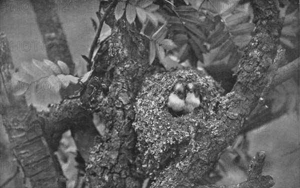 'Young Long-Tailed Tits, Looking Out of Nest', c1882, (1912). Artist: Charles Reid.