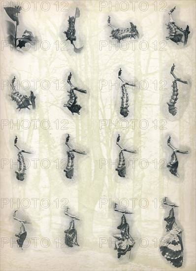 'The Evolution of a Caterpillar', c1910, (1911). Artist: Alfred Harold Bastin.