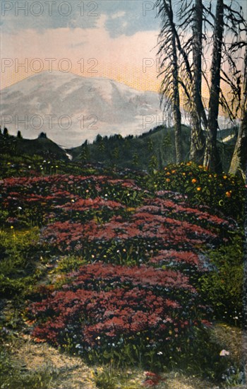 'Purple Heather growing Mount Rainier National Park', c1916. Artist: Asahel Curtis.