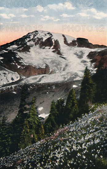 'Avalanche Lilies, growing on Mount Rainier', c1916. Artist: Asahel Curtis.