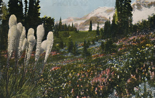 'Indian Basket Grass growing in Mount Rainier National Park', c1916. Artist: Asahel Curtis.