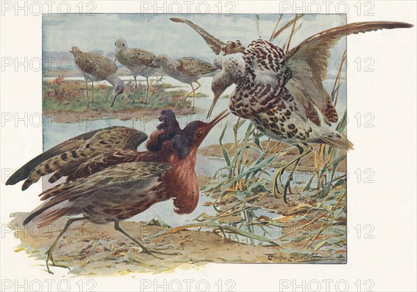 'Ruffs and Reeves', c1910, (1911). Artist: Louis Fairfax Muckley.