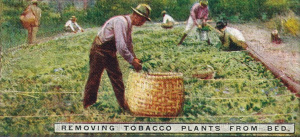 'Removing Tobacco Plants from Bed', 1926. Artist: Unknown.