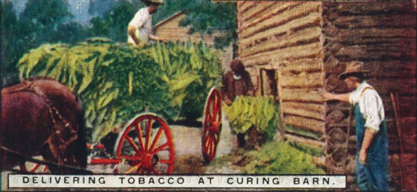 'Delivering Tobacco at Curing Barn', 1926. Artist: Unknown.