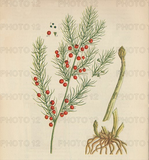 'Asparagus', 1947. Artist: Elizabeth Blackwell.