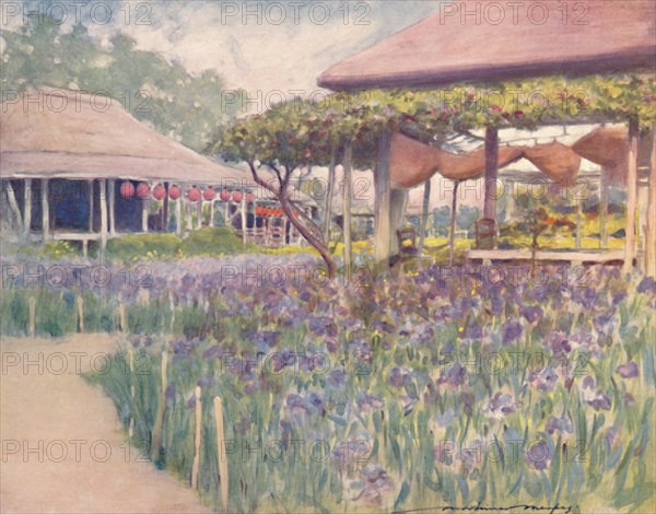 'An Iris Garden', 1903. Artist: Mortimer L Menpes.