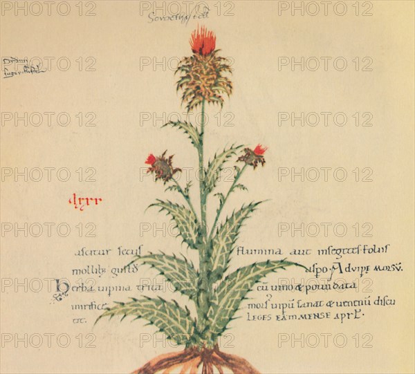 'Sow Thistle', 1947. Artist: Unknown.