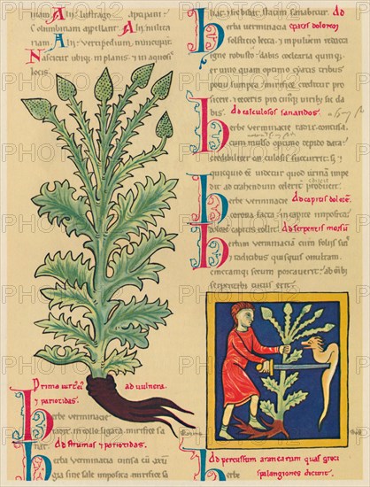 'Verbena or Vervain', 1947. Artist: Unknown.