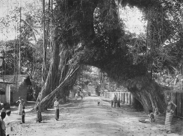 'Malerischer alter Feigen baum (Ficus indica) an der Strasse Clombo-Galle bei Kalutara', 1926. Artist: Unknown.