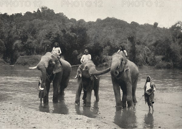 'Elefanten im Bade (Mahaaliganga)', 1926. Artist: Unknown.
