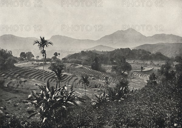 'Reisfelder in Terrasen angelegt', 1926. Artist: Unknown.