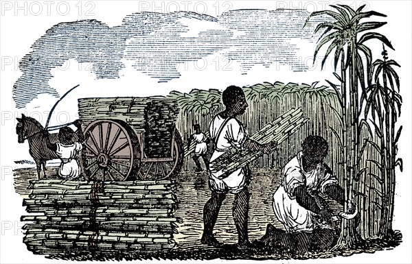 Slaves harvesting sugar cane in Louisiana, 1833. Artist: Unknown.