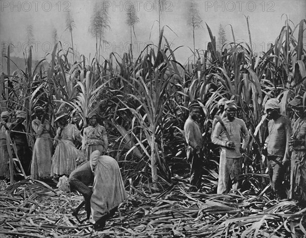 'Cane-Cutters in Jamaica', 1891. Artist: Unknown.