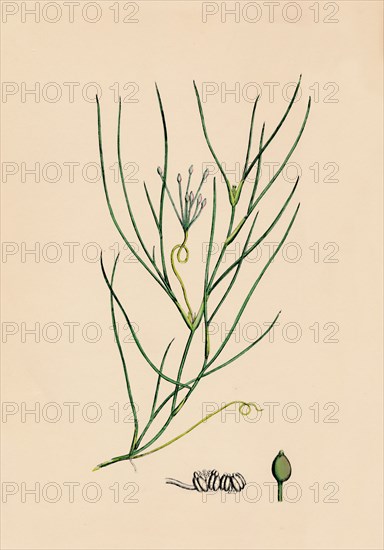 'Ruppia spiralis. Greater Ruppia', 19th Century. Artist: Unknown.