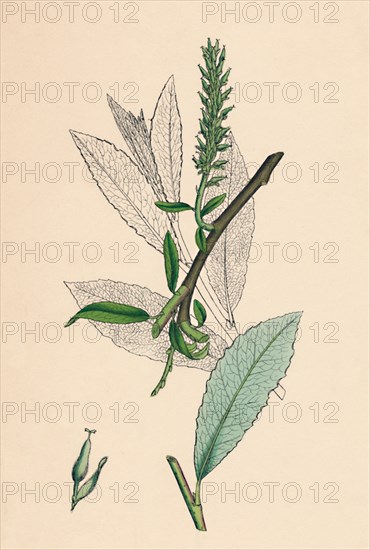 'Salix phylicifolia, var. radicans. Tea-leaved Sallow, var. a.', 19th Century. Artist: Unknown.