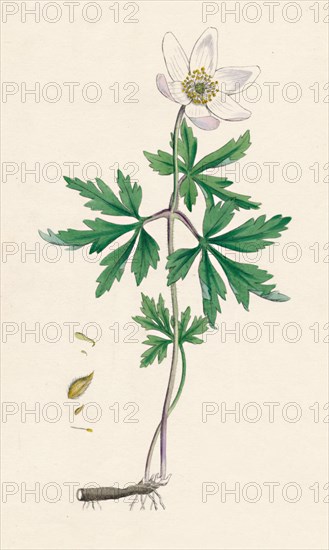 'Anemone nemorosa. Wood anemone', 19th Century. Artist: Unknown.