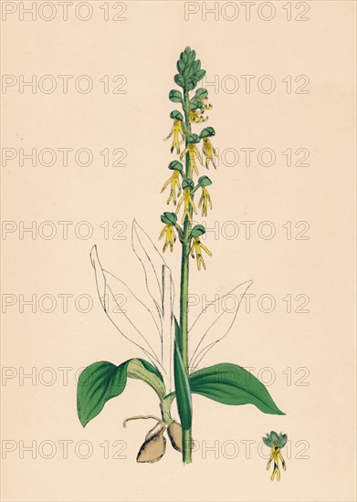 'Aceras anthropophora. Man Orchis', 19th Century. Artist: Unknown.