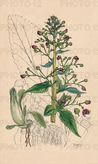 'Scrophularia Ehrharti. Ehrhart's Water-Betony', 19th Century. Artist: Unknown.