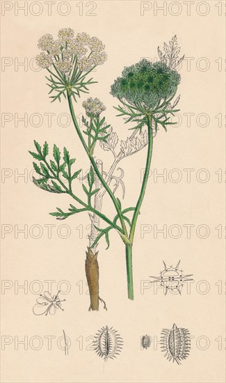 'Daucus Carota. Wild Carrot', 19th Century. Artist: Unknown.