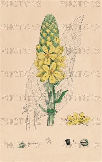 'Verbascum Thapsus. Great Mullein', 19th Century. Artist: Unknown.