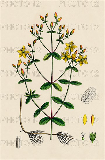 'Hypericum Boeticum. Waved-leaved St. John's Wort', 19th Century. Artist: Unknown.