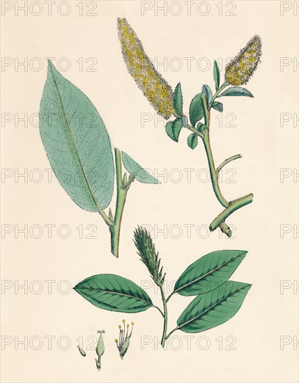 'Salix pentandra. Bay-leaved Willow', 19th Century. Artist: Unknown.