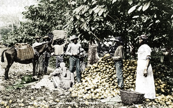 Opening cocoa pods, Trinidad, Trinidad and Tobago, c1900s. Artist: Strong.