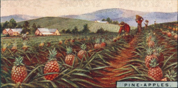 'Pine-apples. - Gathering the Fruit, Hawaii', 1928. Artist: Unknown.