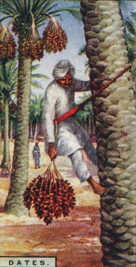 'Dates. - Gathering the Fruit, N. Africa', 1928. Artist: Unknown.