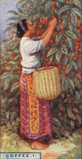 'Coffee, 1. - Gathering the Berries, East Indies', 1928. Artist: Unknown.