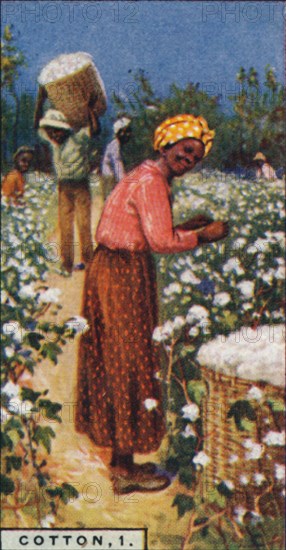 'Cotton, 1. - Picking Seed Cotton, W. Indies', 1928. Artist: Unknown.