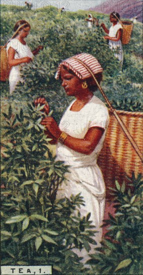 'Tea, 1. - Plucking the Leaves, Ceylon', 1928. Artist: Unknown.