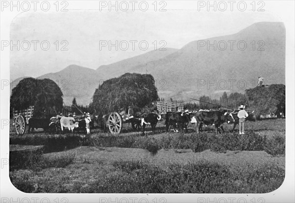 'A Chilian Harvest', 1911. Artist: Unknown.