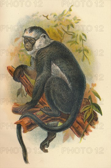 'Hose's Langur', 1897. Artist: Henry Ogg Forbes.