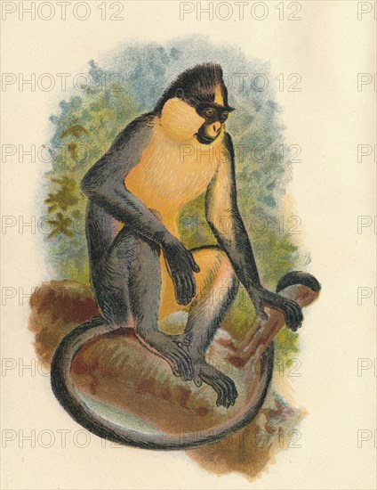 'Everett's Langur', 1897. Artist: Henry Ogg Forbes.