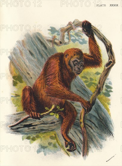 'The Orang-Utan', 1897. Artist: Henry Ogg Forbes.