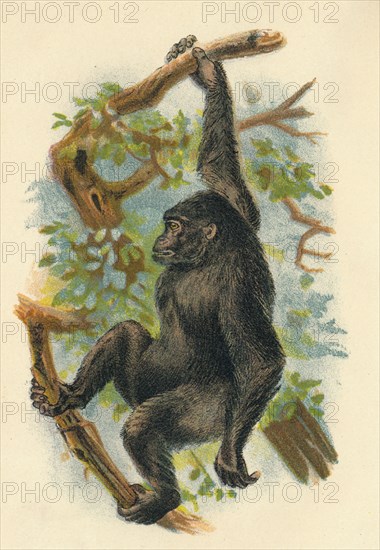 'The Gorilla', 1897. Artist: Henry Ogg Forbes.