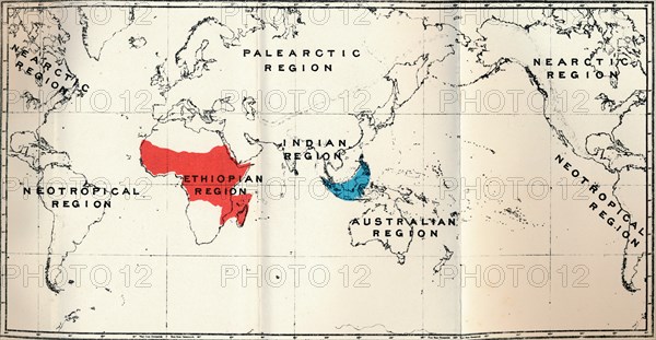 'Lemuroidea -  II. Map, Showing distribution of Tarsiidae (Blue), and Galaginae (Red), 1897. Artist: Unknown.