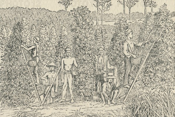 'Pepper Plantation', 1924. Artist: Unknown.