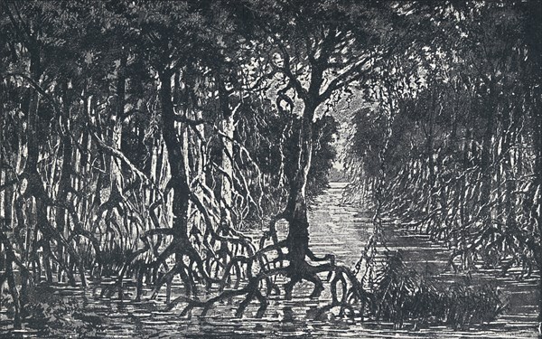 'Equatorial African Forest', 1924. Artist: Unknown.
