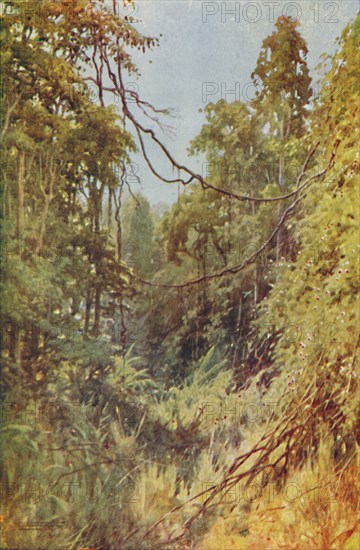 'Burmese Jungle', 1924. Artist: Unknown.
