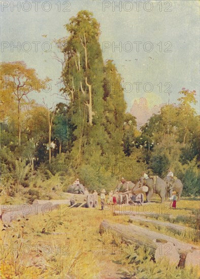 'Elephants Piling Teak', 1924. Artist: Unknown.