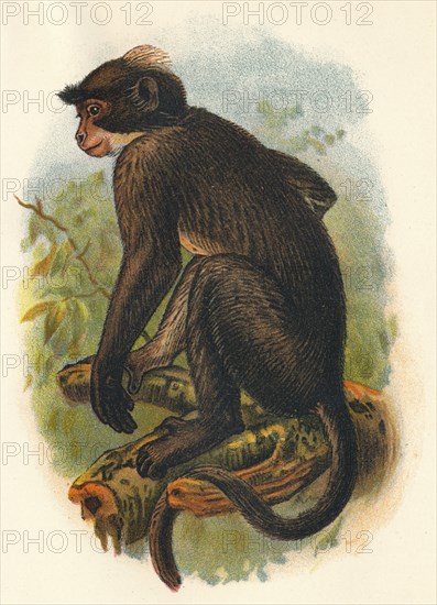 'White Crowned Mangabey', 1897. Artist: Henry Ogg Forbes.